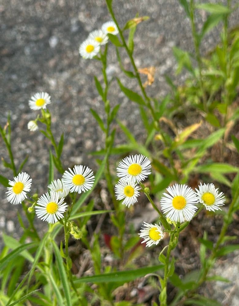 부첼라티 데이지