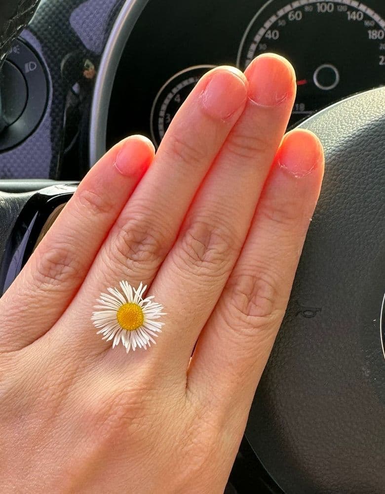 부첼라티 데이지