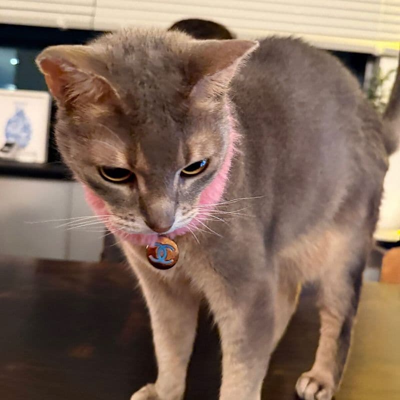 샤넬 목걸이 두른 지드래곤 고양이