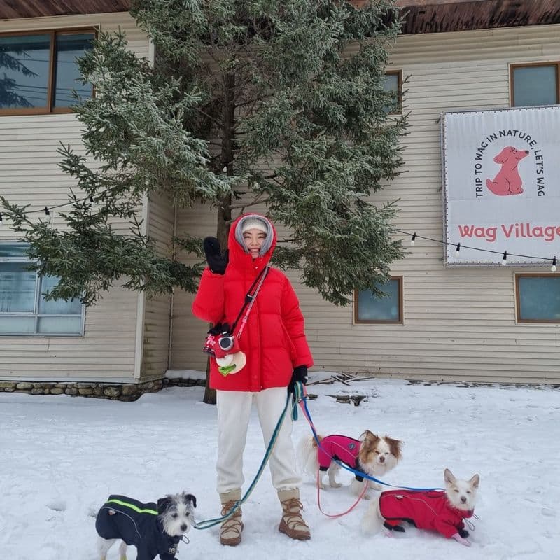 강아지 동반 가능한 용평스키장, 겨울 여행지 추천