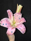 단스타일
